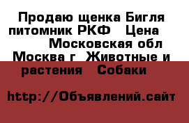 Продаю щенка Бигля питомник РКФ › Цена ­ 50 000 - Московская обл., Москва г. Животные и растения » Собаки   